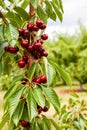 Close up of Ripe Cherries on Fruit Tree