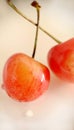 Close-up of ripe cherries selectively stand out against a light background Royalty Free Stock Photo