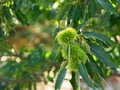 Close up of ripe chestnuts / chestnut tree Royalty Free Stock Photo