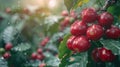 Close-up of ripe coffee cherries hanging from the branches, ready for harvest, against a backdro Royalty Free Stock Photo