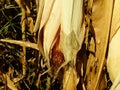 Close-up of a ripe corn clip