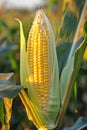 Close-up of a ripe corn ear in a field. Royalty Free Stock Photo