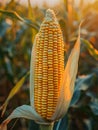 Close-up of a ripe corn ear in a field at sunset. Royalty Free Stock Photo