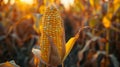 Close-up of ripe corn in a field during sunset. Royalty Free Stock Photo
