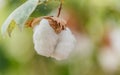 Close-up of Ripe cotton bolls Royalty Free Stock Photo