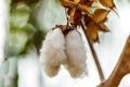 Close-up of Ripe cotton bolls Royalty Free Stock Photo