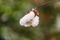 Close-up of Ripe cotton bolls on branch. Royalty Free Stock Photo