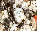 A close up of ripe cotton bolls on branches that is ready to pick Royalty Free Stock Photo