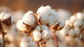 Close up ripe cotton with white fiber grow on plantation. Generative AI