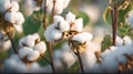 Close up ripe cotton with white fiber grow on plantation. Generative AI
