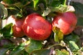 A ripe red cox apples, ready for picking Royalty Free Stock Photo