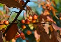 Close-up of ripe crab apples, sunlit on a tree branch Royalty Free Stock Photo