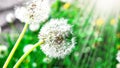 Close-up of ripe dandelion seeds ready to fly with sunlight, summer, bokeh effect, green grass Royalty Free Stock Photo
