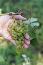 Bunch of green grapes on vine with leaf in palm of person on blurred natural background.