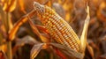 The golden ear of corn.AI generated image Royalty Free Stock Photo