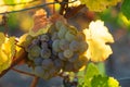 Close up of ripe fresh fruity grapes on the vine in the back light Royalty Free Stock Photo