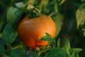 A close up of ripe, fresh red tomato with water drops. One large orange tomato on a branch Royalty Free Stock Photo