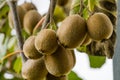 Close-up of ripe fruit of Kiwi Actinidia chinensis or deliciosa, kiwifruit or Chinese Gooseberry. Beautiful kiwi on branches