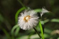 Close-up of ripe fruits Common Dandelion taraxacum officinale flower on the summer meadow