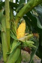 A close-up of a ripe, full corn, maize ear on a corn plant`s stalk in the field ready to harvest. Good corn harvest Royalty Free Stock Photo