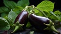 Close up of a ripe, glossy purple black eggplant in dramatic lighting, shallow depth of field