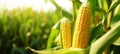 Close-up of ripe golden corn cobs in corn plantation field. Agriculture background. Generative AI Royalty Free Stock Photo