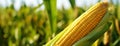 Close-up of ripe golden corn cobs in corn plantation field. Agriculture background. Generative AI Royalty Free Stock Photo