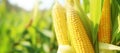 Close-up of ripe golden corn cobs in corn plantation field. Agriculture background. Generative AI Royalty Free Stock Photo