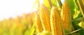 Close-up of ripe golden corn cobs in corn plantation field. Agriculture background. Generative AI Royalty Free Stock Photo