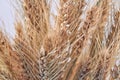 Close-up ripe golden dried organic wheat ears. Royalty Free Stock Photo