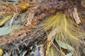Close-up of ripe golden dried organic wheat ears and grasses Royalty Free Stock Photo