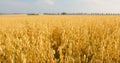 Amazing nature landscape. Close-up of ripe golden ears oat swaying in the light wind in field. The concept of Royalty Free Stock Photo