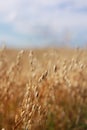 Close-up of ripe golden ears rye, oat or wheat swaying in the light wind in field. The concept of agriculture. The wheat Royalty Free Stock Photo