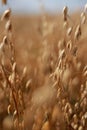 Close-up of ripe golden ears rye, oat or wheat swaying in the light wind in field. The concept of agriculture. The wheat Royalty Free Stock Photo