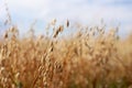 Close-up of ripe golden ears rye, oat or wheat swaying in the light wind in field. The concept of agriculture. The wheat Royalty Free Stock Photo