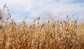 Close-up of ripe golden ears rye, oat or wheat swaying in the light wind in field. The concept of agriculture. The wheat Royalty Free Stock Photo