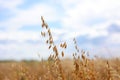 Close-up of ripe golden ears rye, oat or wheat swaying in the light wind on sky background in field. The concept of Royalty Free Stock Photo