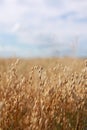 Close-up of ripe golden ears rye, oat or wheat swaying in the light wind on sky background in field. The concept of Royalty Free Stock Photo