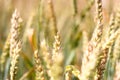 Close-up ripe golden wheat ears Royalty Free Stock Photo