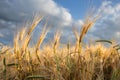 Close-up ripe golden wheat ears. Golden wheat field under sunlight Royalty Free Stock Photo