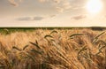 Close-up ripe golden wheat ears. Golden wheat field under sunlight Royalty Free Stock Photo