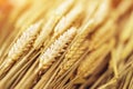 Close-up ripe golden wheat ears. Golden wheat field under sunlight. Nature background.