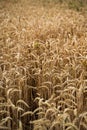 Close up of ripe golden wheat ears, the ripe seeds of the grain crop, ready for harvest. Wheat filed rural scene. Royalty Free Stock Photo