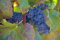 Close up of ripe grape cluster on vine Royalty Free Stock Photo