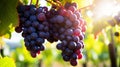 Close up of ripe grapes on a vineyard branch in a detailed macro view against a vineyard background Royalty Free Stock Photo