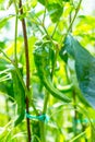 Close up of ripe green chili pepper growing in the vegetable garden Royalty Free Stock Photo