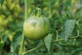 Close-up of a ripe green fruit of a tomato Solanum lycopersicum