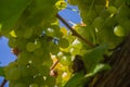 Close-up of ripe green wine grapes on vine, vineyards in autumn harvest. Fruits in fall. beautiful grapes ready for harvesting Royalty Free Stock Photo