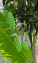 Close up of ripe group green mango