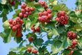 Hawthorn fruits Royalty Free Stock Photo